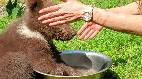 Endangered Baby Bear Plays in Water Bowl