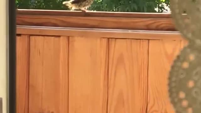 a sparrow sat on my balcony