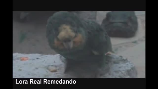 Lora Remedando