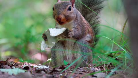 Squirrel eating comfortably