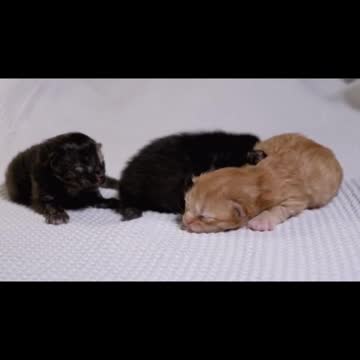 Christmas Surprise New Puppy