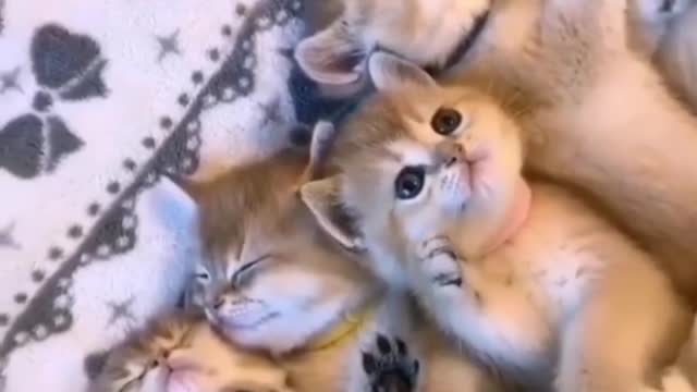 Sleeping kittens