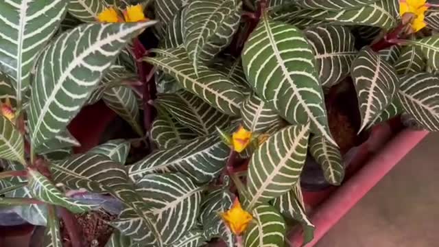 green and yellow flowers
