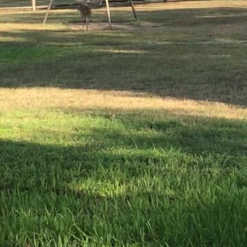 Deer sighting two weeks in a row