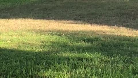Deer sighting two weeks in a row