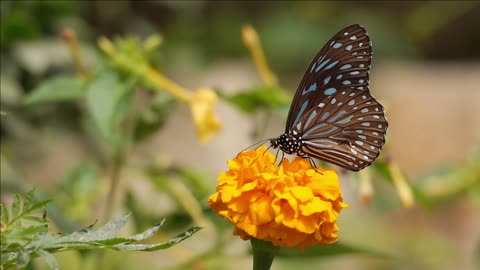 Butterfly Love Flowers The Nature In Summer