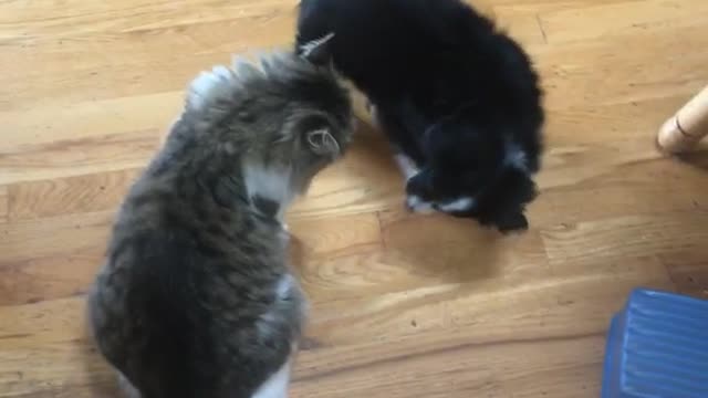 Gray cat playing puppy