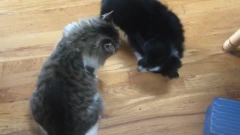 Gray cat playing puppy