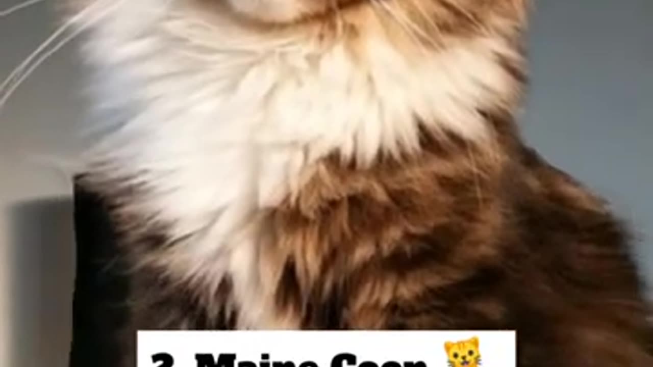 Top 5 most beautiful cat in world || beautifull cat's 🤗😍🥰