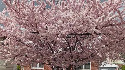 Cheery blossoms