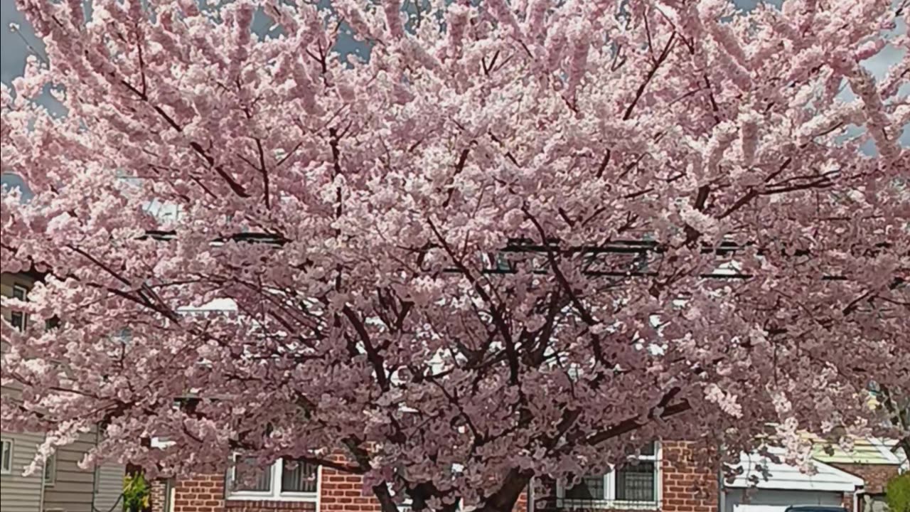 Cheery blossoms