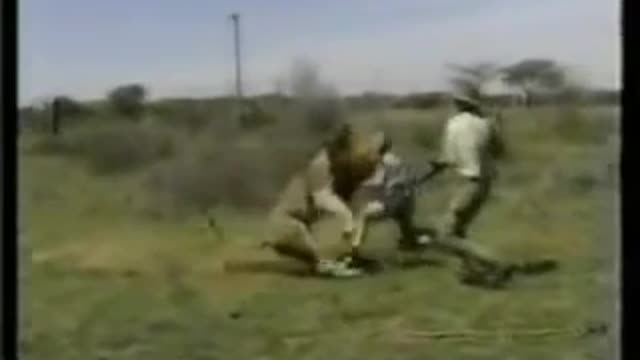 Rumbel_aminal attack _ lion attack hunters in safari