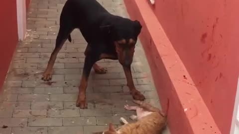CAT AND DOG FIGHTING real