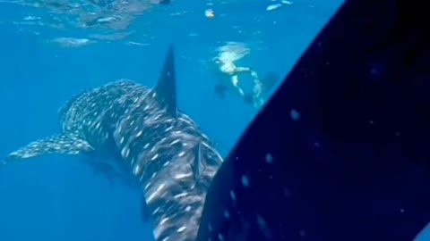 blue whale shark Ocean