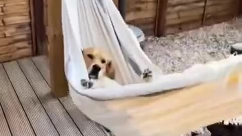 dog funny videos cute dog dog recation