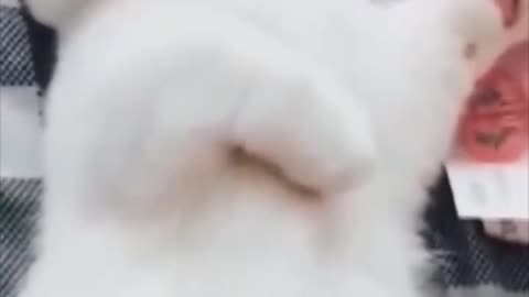 Epic Animal Fails and Wins 2023 😂🐾 | Hilarious Cats and Dogs Compilation Part 2