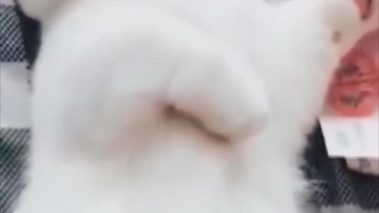 Epic Animal Fails and Wins 2023 😂🐾 | Hilarious Cats and Dogs Compilation Part 2