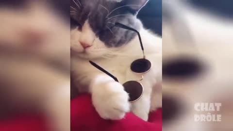 Funny video of cats