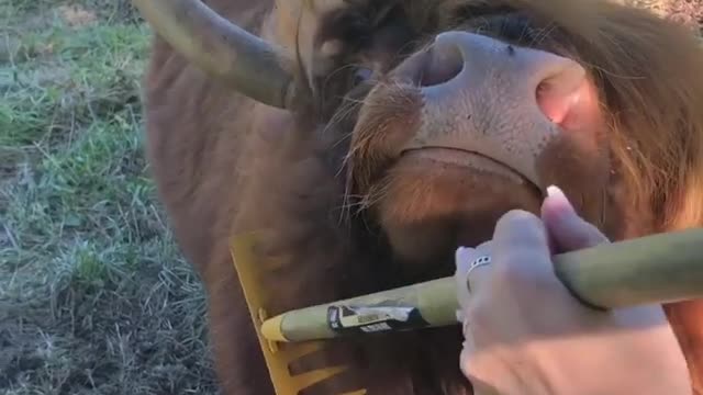 Bull Really Likes Rake Scratches