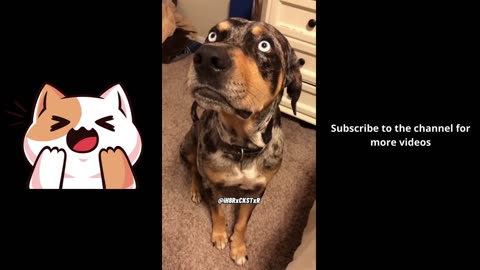 Dog Talking Back! - RxCKSTxR Comedy Voiceover!