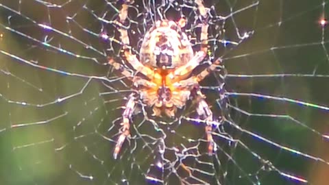 Flying insect destroys spider web in slow motion and in normal time.