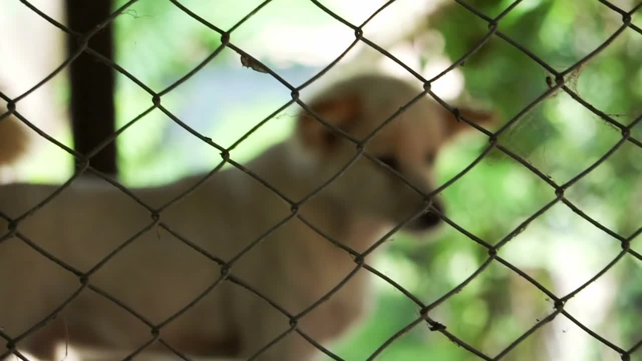 Dogs in shelter behind cage net. Looking and waiting for people to come adopt