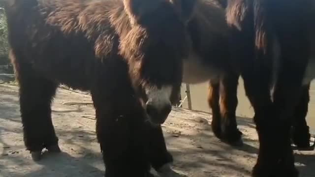 Fluffy Donkeys