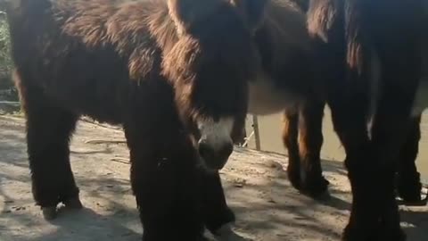 Fluffy Donkeys