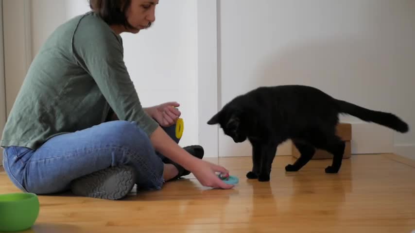 How I Trained My Cat To Fetch