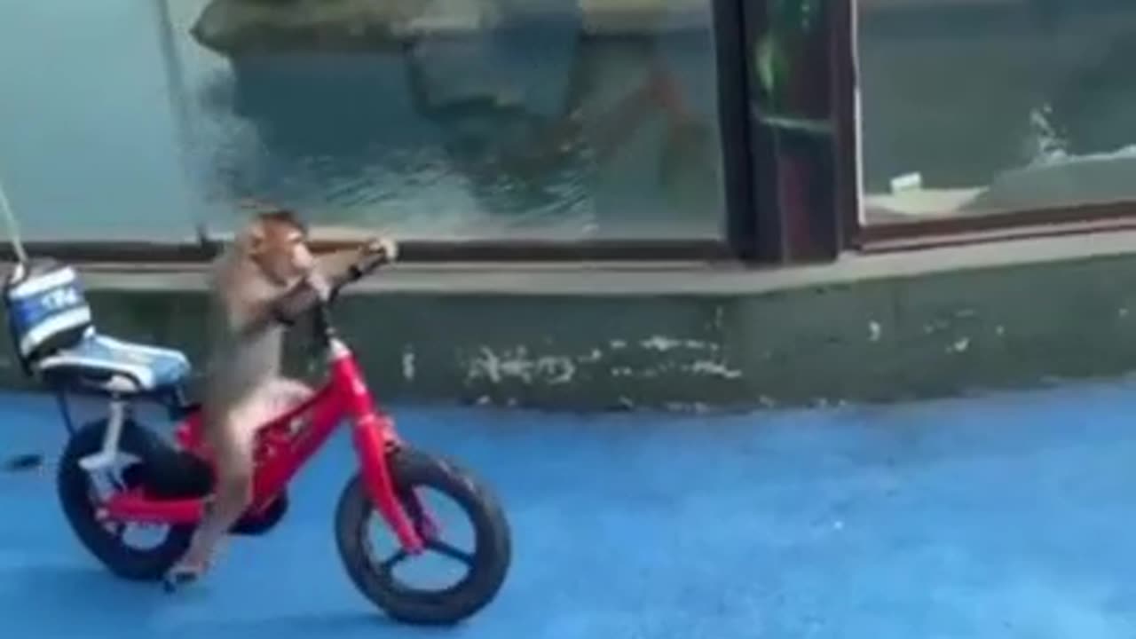 Monkey Cycling Wonderfully #shorts #viral #shortsvideo #video