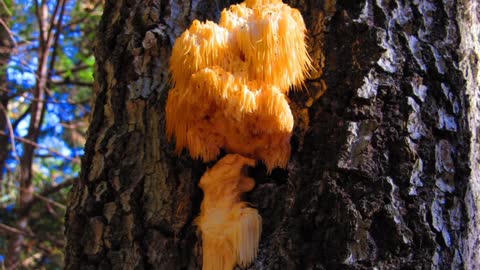 Mushrooms