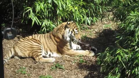 How a Very Hungry Tiger Eats