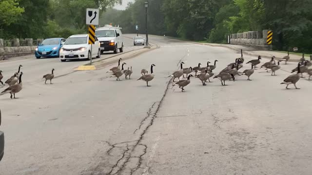 Great Canadian Geese road crossing niagara falls