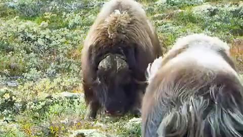 Yaks fight who wins