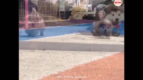 Funny animal videos 2023