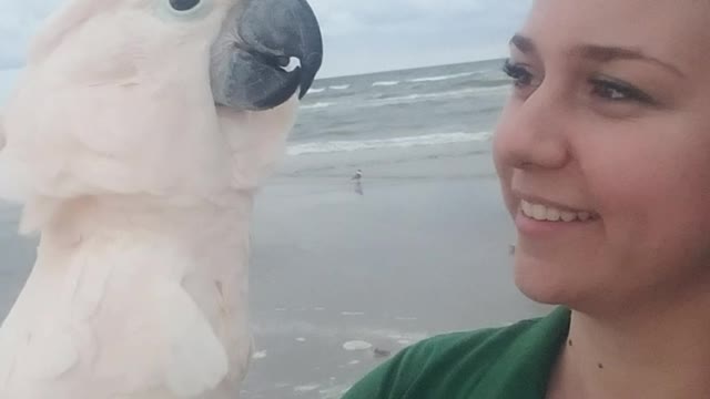 Cockatoo Loves the Ocean More than Anything