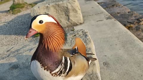 Curious and cute Mandarin Duck lets me pet him!