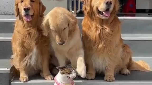 Fun cat and dogs trying to take a picture