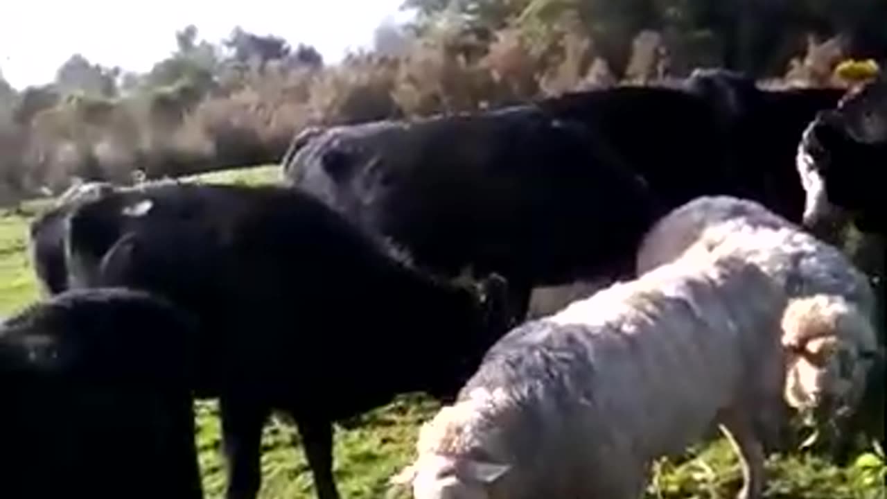 Sheep with the cattle. #sheep #sheepy #shorts #lifestyle #farming