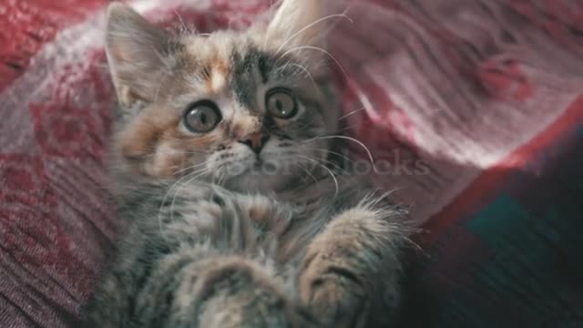 Cats,only the cute and fluffy puppies!