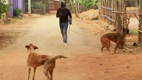 Dog funny prank video most funny prank