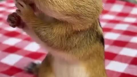 Squirrel's adorable style