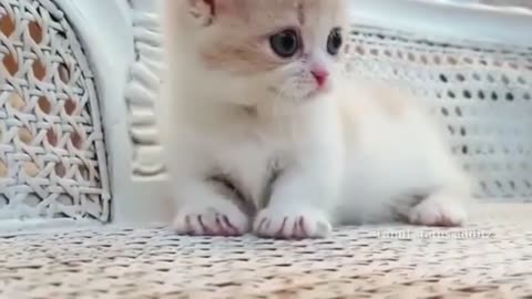 Cute cate