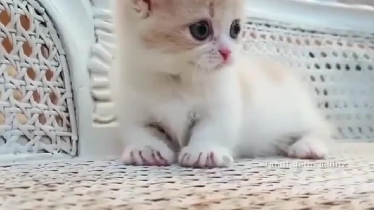 Cute cate