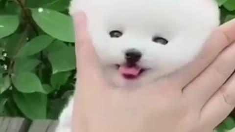 Cute puppy video