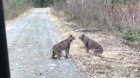 lynx hard conversation