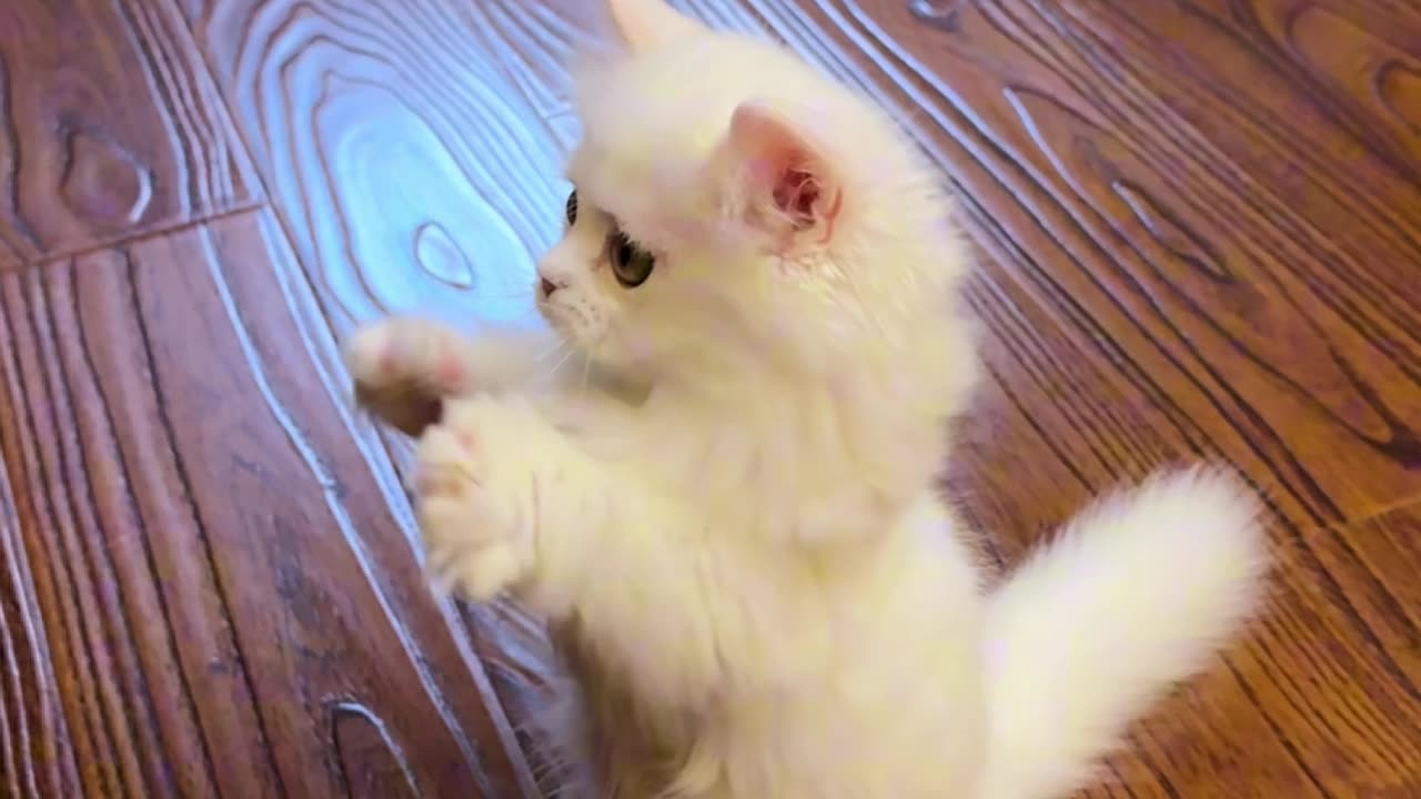 Daily Dose of Cute #cutecats #catsofinstagram #catlovers #kitty #kitten #catvideos