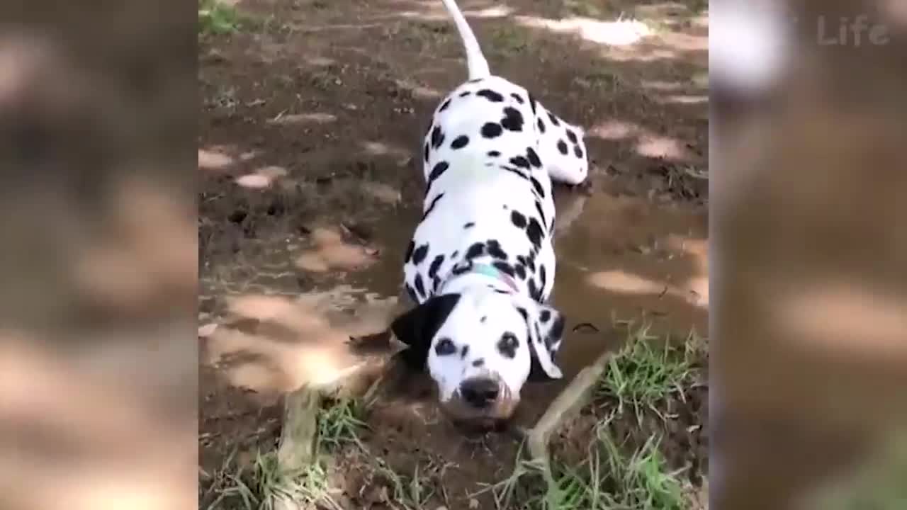 FUNNY ANIMAL VIDEOS