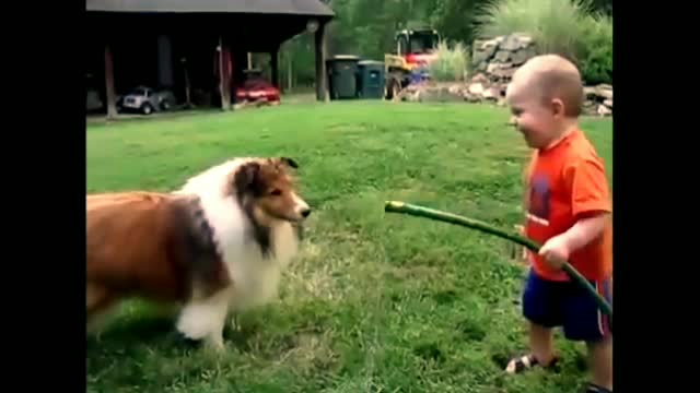 Funny video. Animal funny vide. Dogs fanny vedio. Dogs training vedio