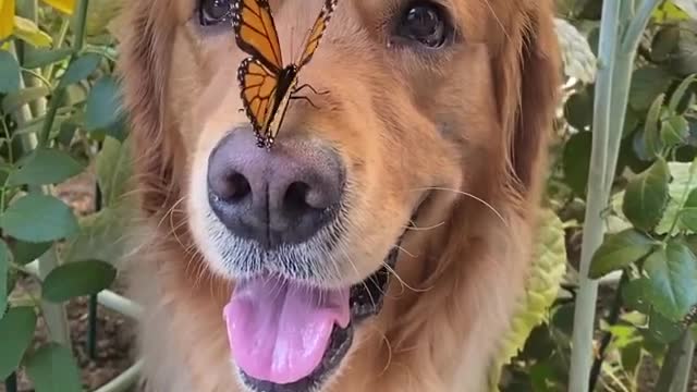 Bear May Naturall be a Busy Bee.Buterfly set on mouth of a dog